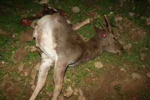 Ρόδος: Δολοφόνησε το ελάφι με εννιάβολα φυσίγγια